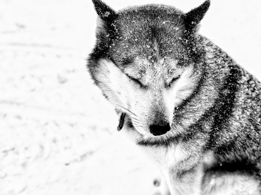 Photograph by Мария Шрейдер