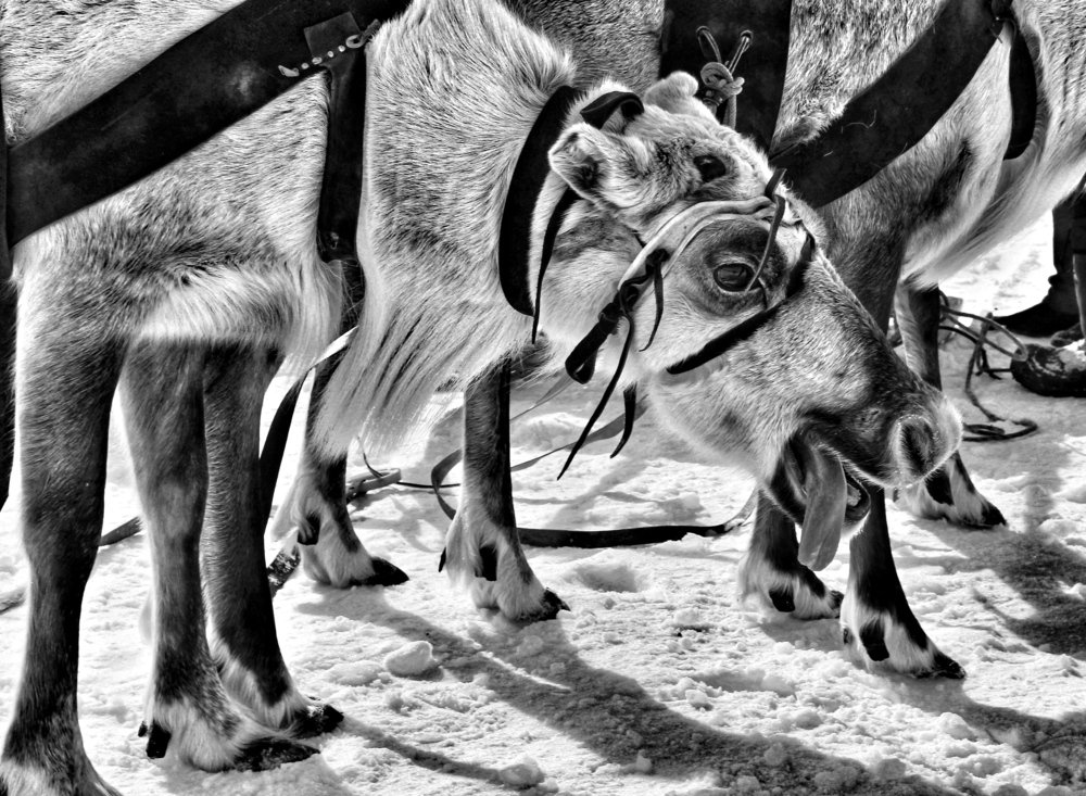 Photograph by Мария Шрейдер