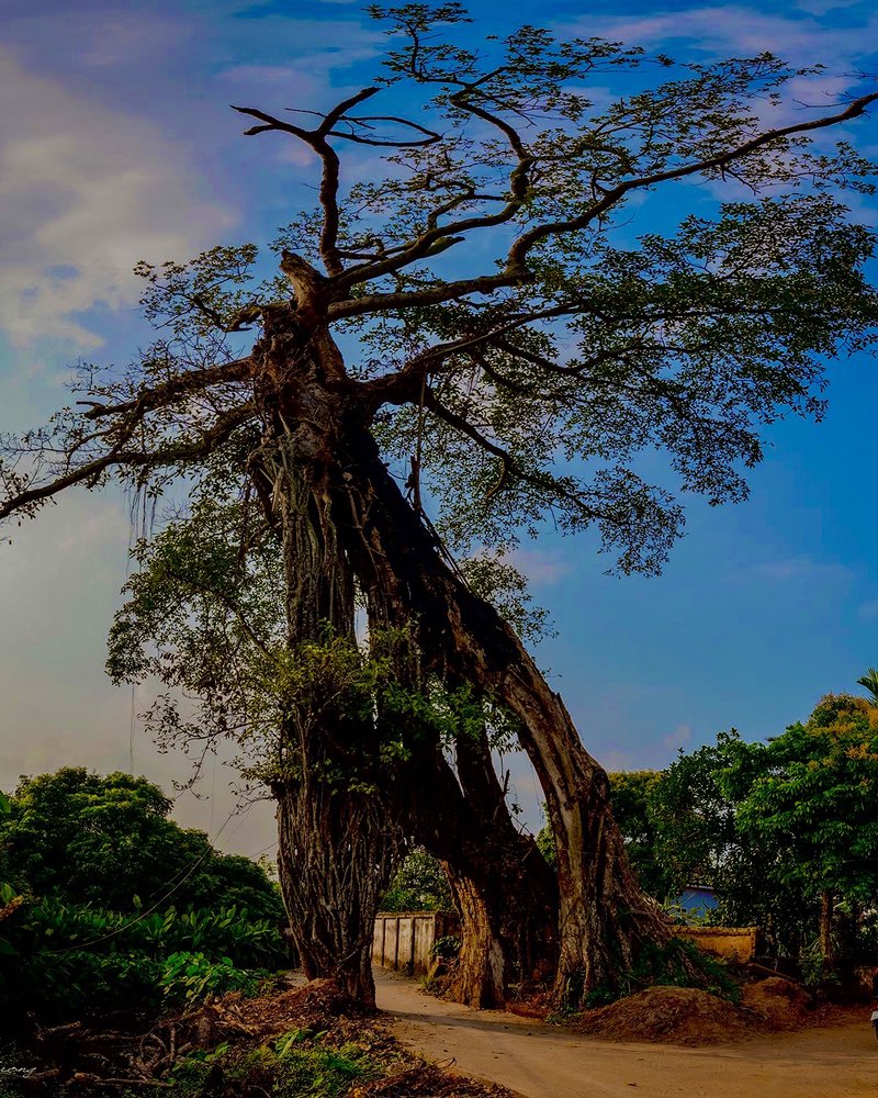 Photograph by HIEU LIEM DO