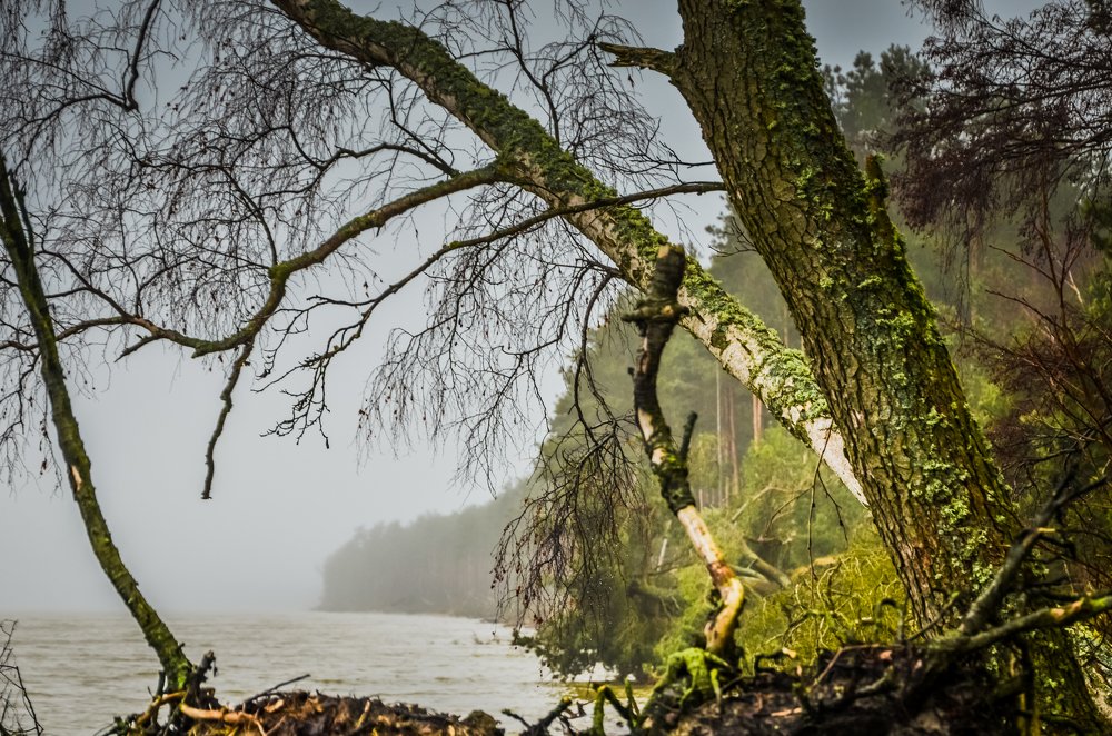 Куршская коса