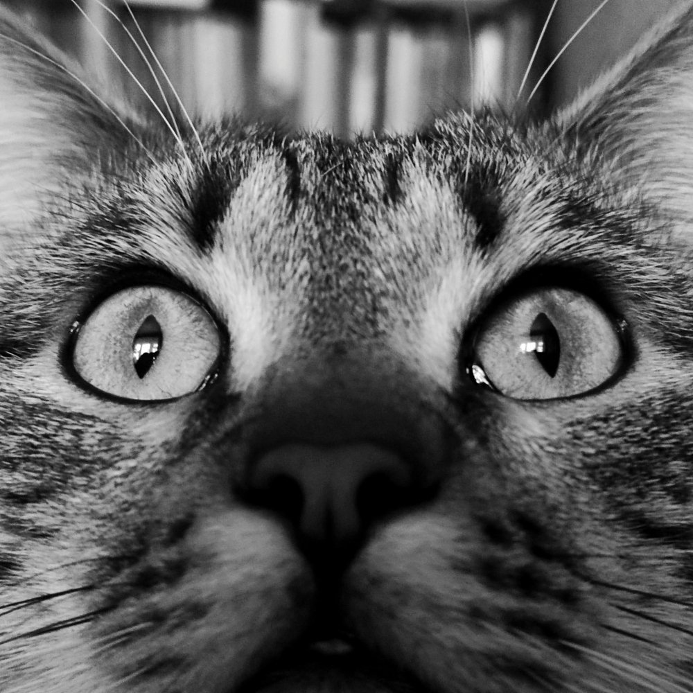 Photograph by Ирина Саттарова