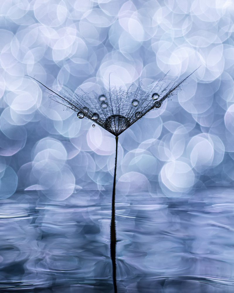 Фотография автора Андрей Сосновский