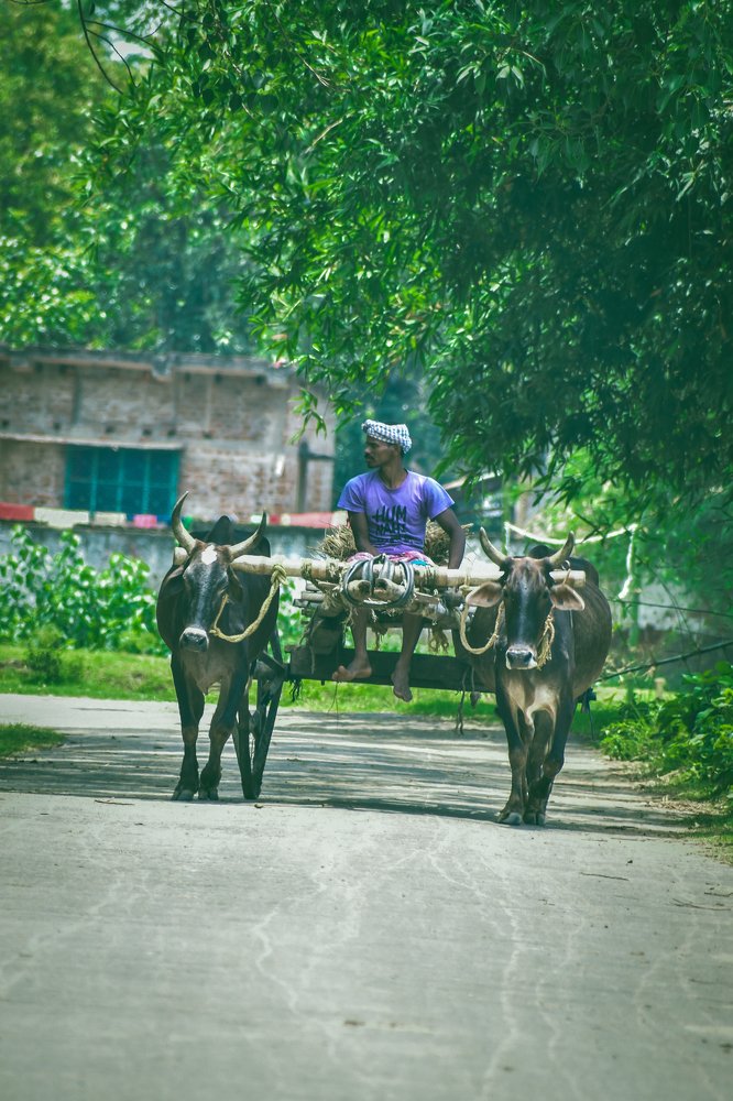 Photograph by MD AKBAR HOSSAIN Akbar