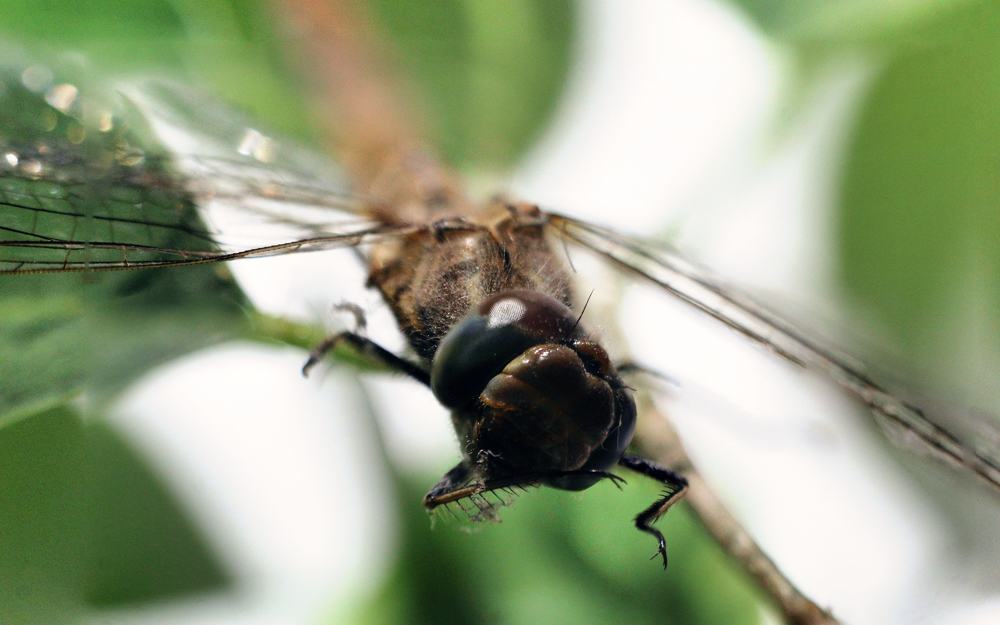 Photograph by Sandor Zoltan Gal