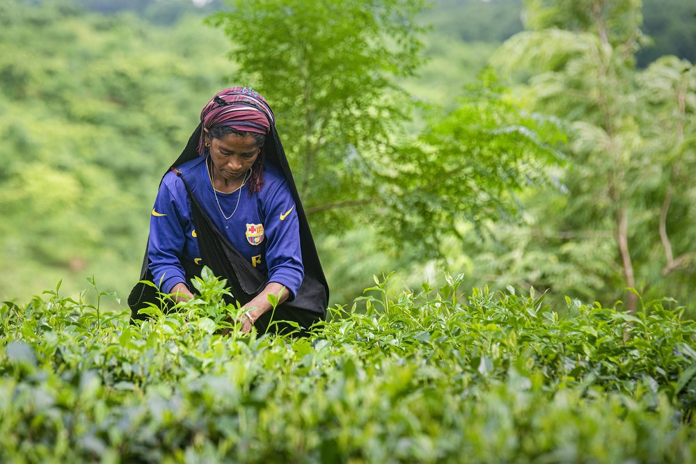 Фотография автора Hossain Zakir