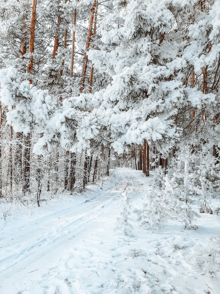 Фотография автора Эльвира Чернова