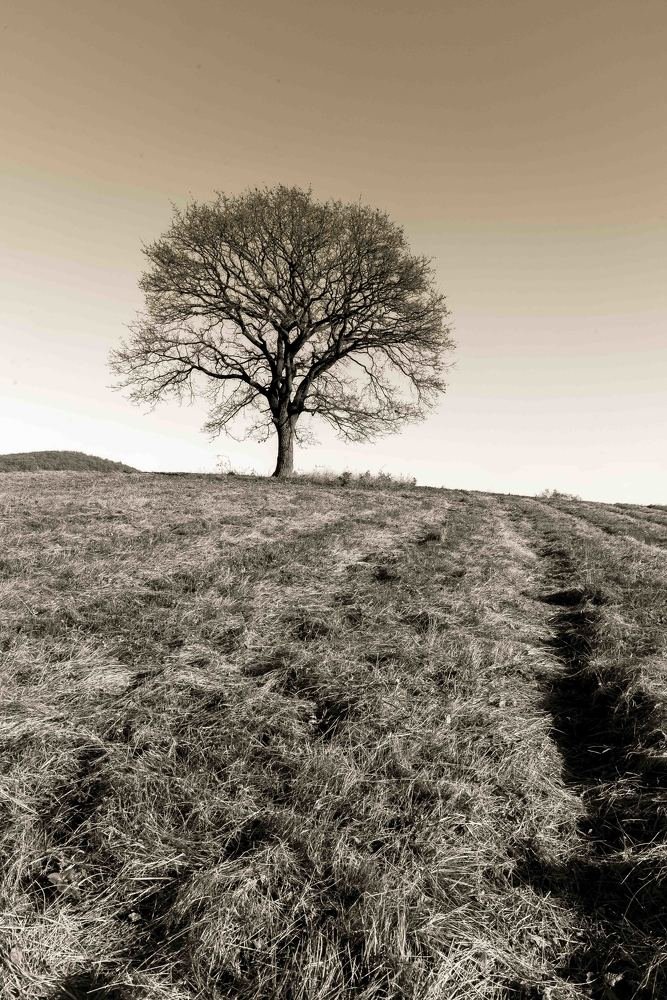 Photograph by Baranyai Balázs