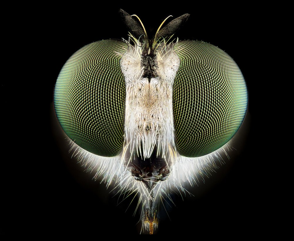 Photograph by Walter Ferrari