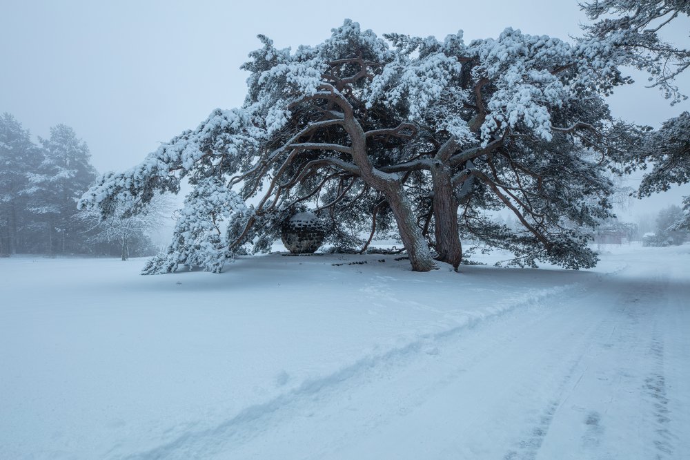 Photograph by Aimo Liuska