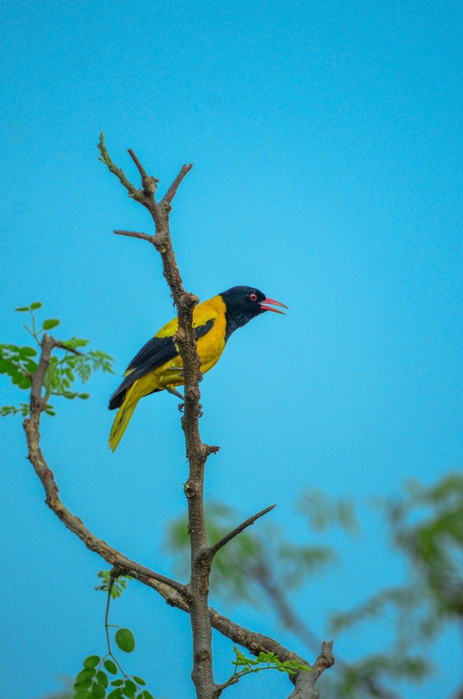 Oriental Garden Lizard