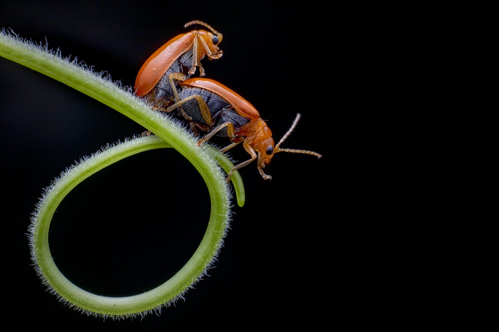 Pumpikin beetle mating