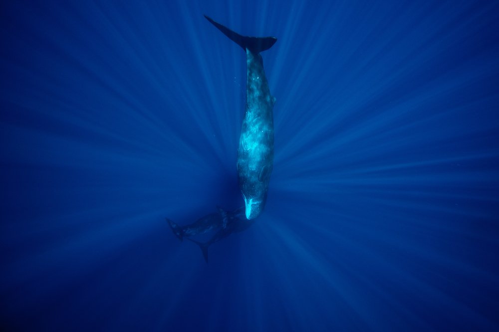 Семья кашалотов