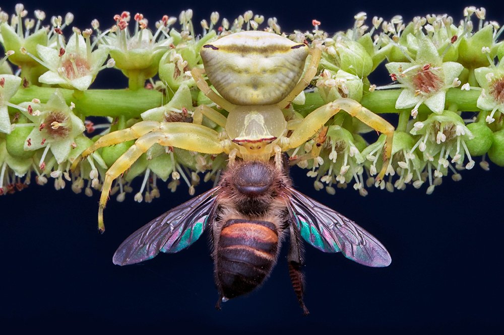 crab spider on a kill (honey bee)