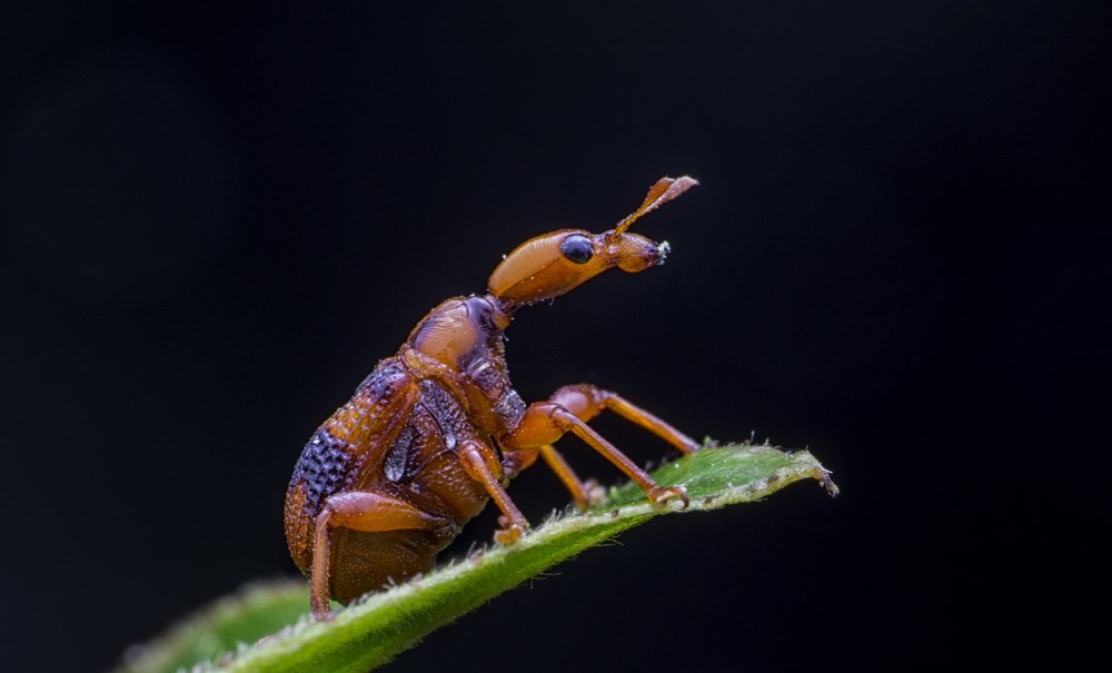 leaf twisting weevil