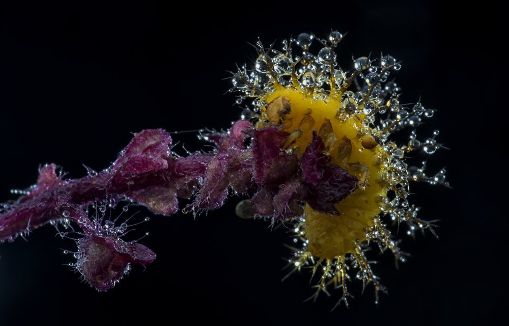 Bryony Ladybird Caterpillar (Larva).