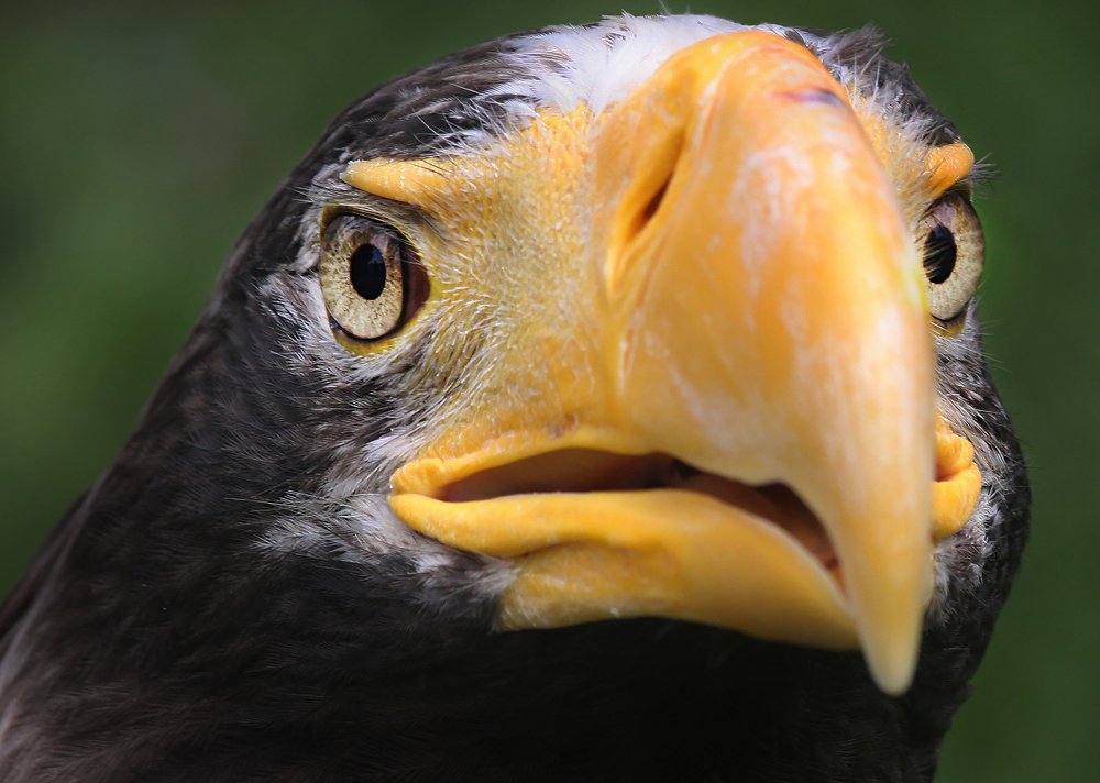 Photograph by Irina Galkina