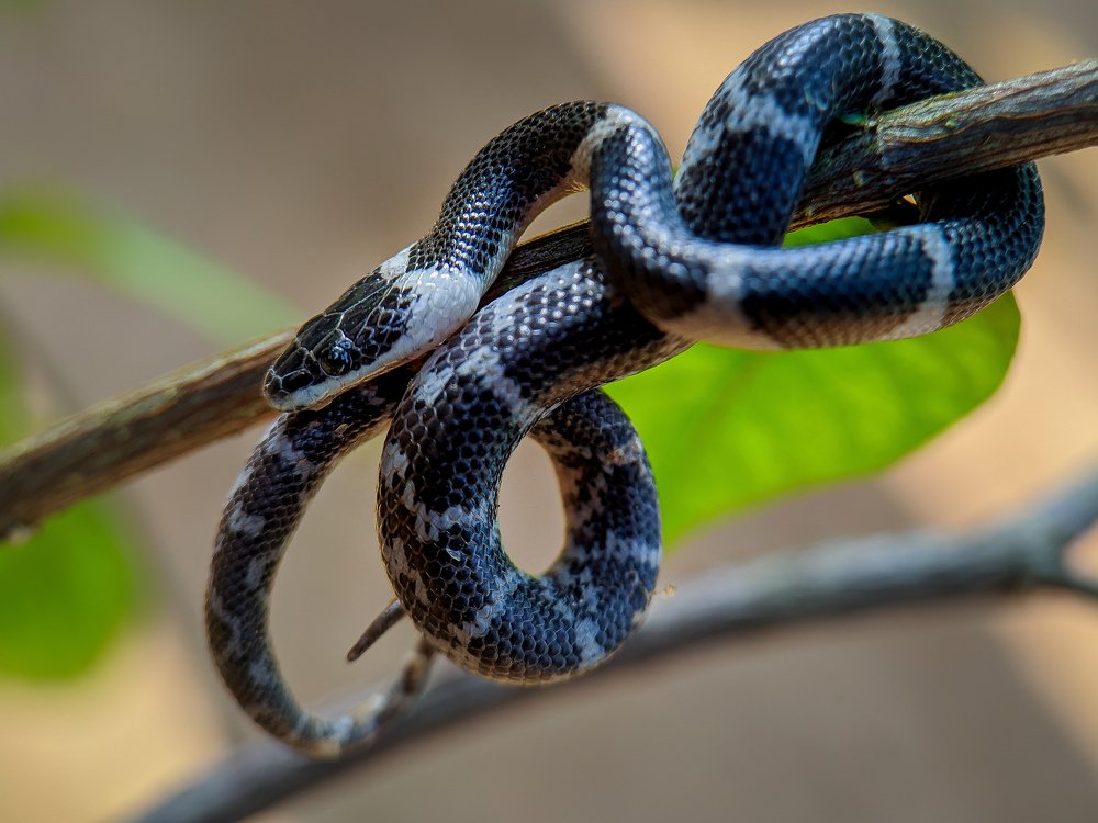 A Common Wolf Snake