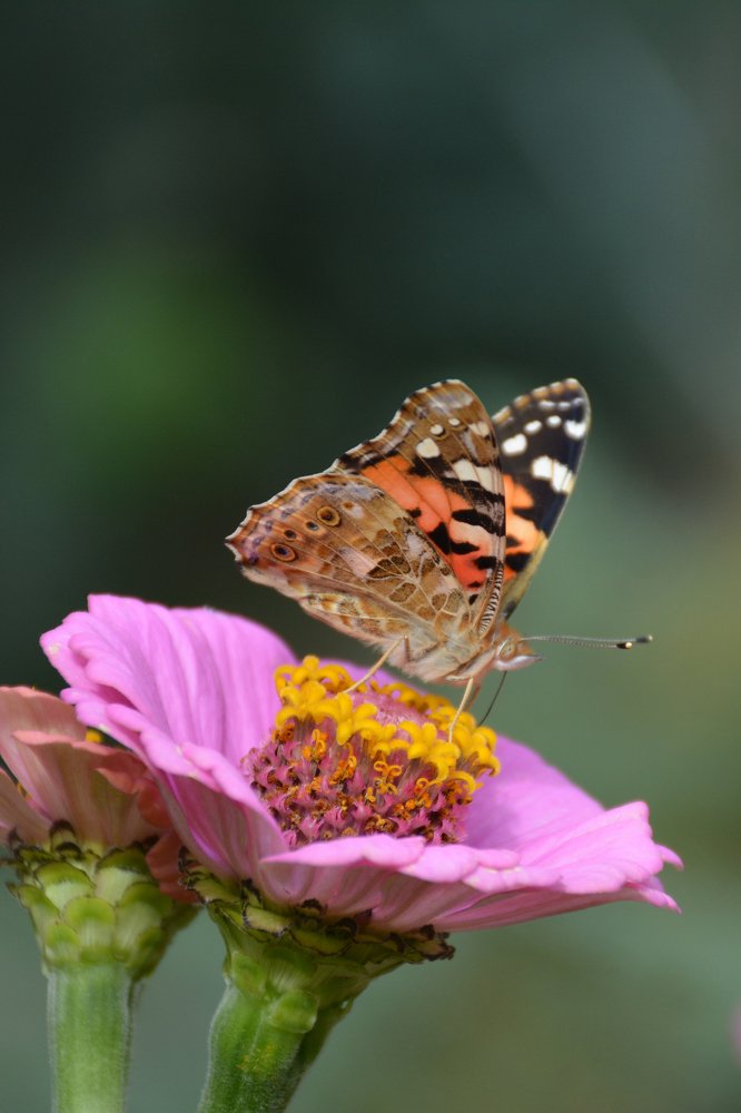 Photograph by Mohammad Amin Ghaffari