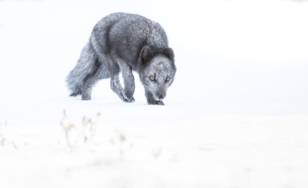 Photograph by Arnfinn Malmedal