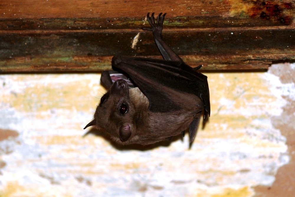 ID: The World of Upside Down