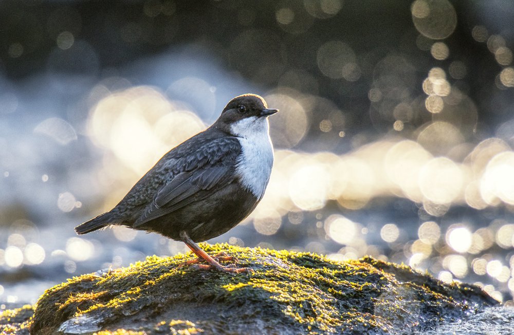 Photograph by Arnfinn Malmedal