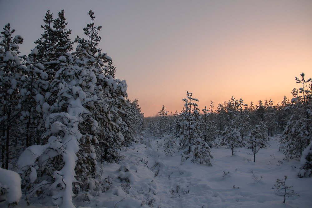 Зимний лес
