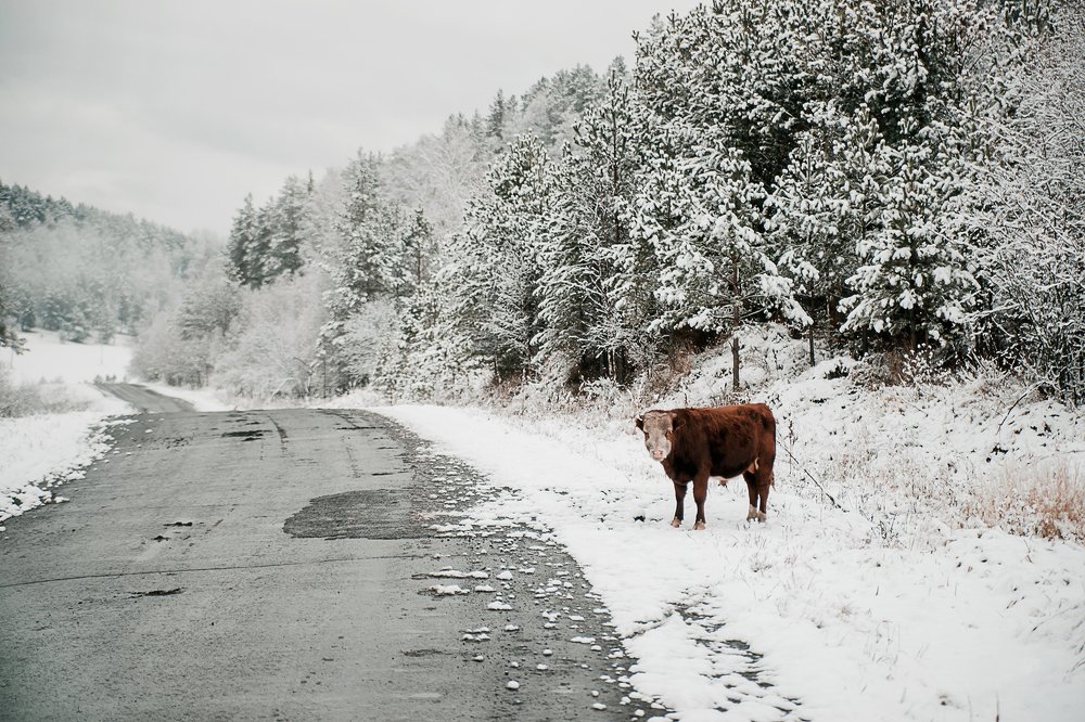 Photograph by Наталья Леденева