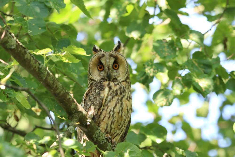 Photograph by Михаил Косяк