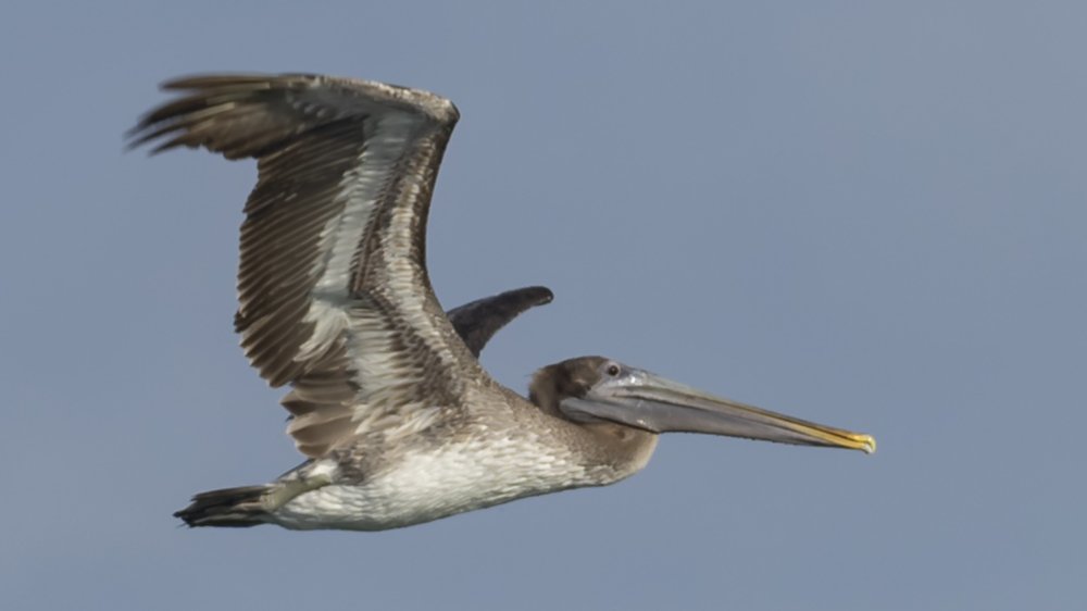 The pelican fly