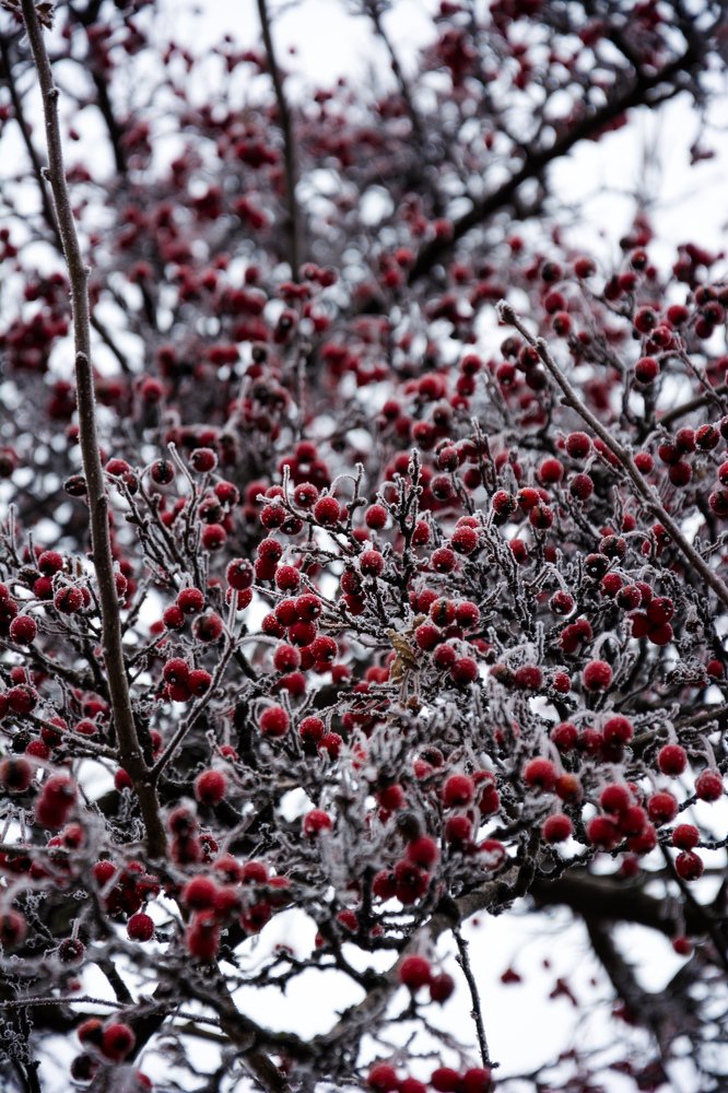 Зимние ягоды