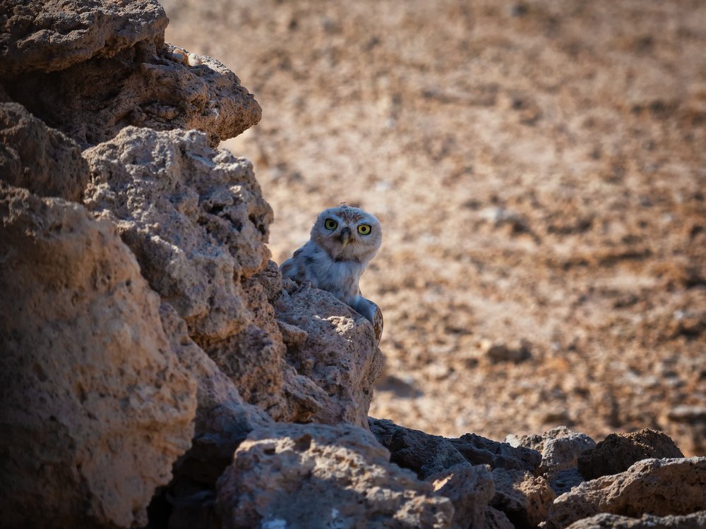 Photograph by Manjri Saxena