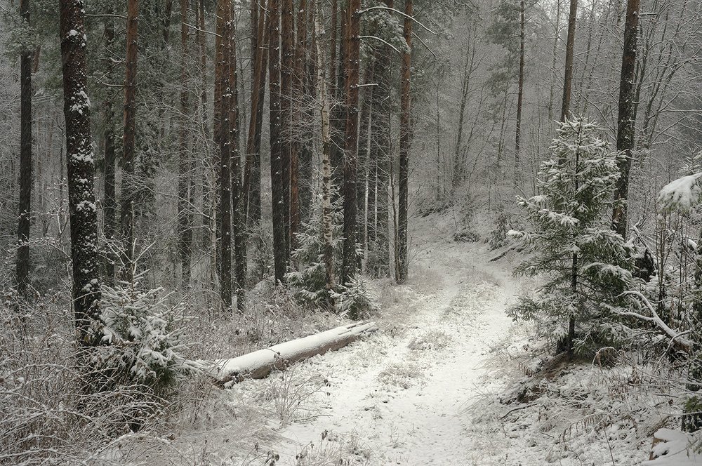 Photograph by Светлана Давыдова