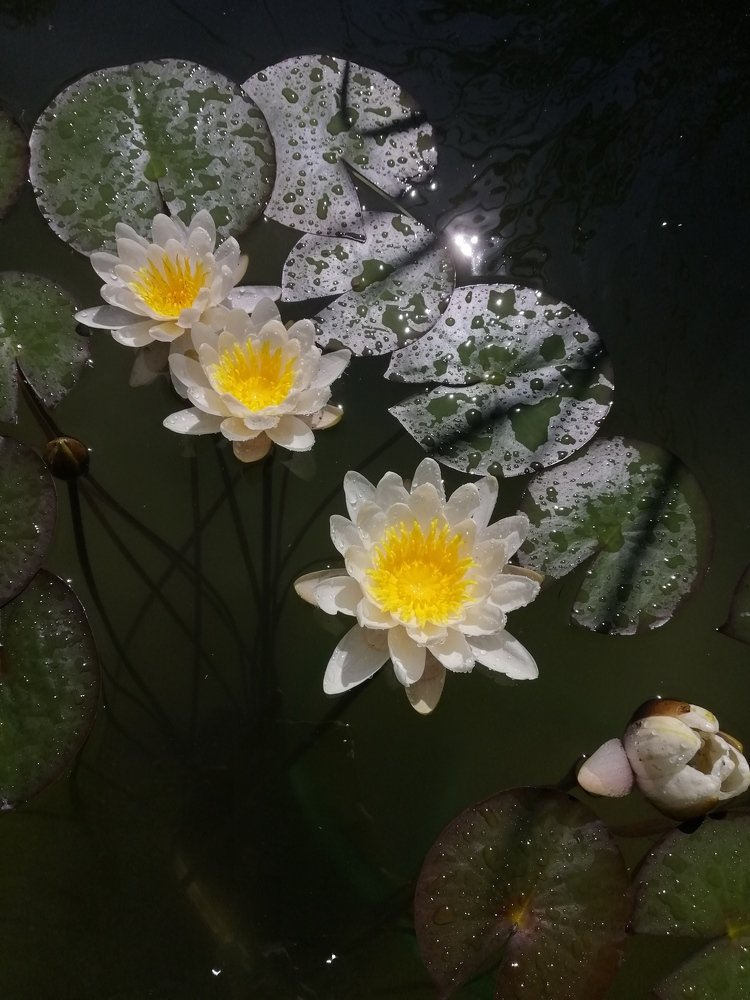 Photograph by Victoria Tymoshenko
