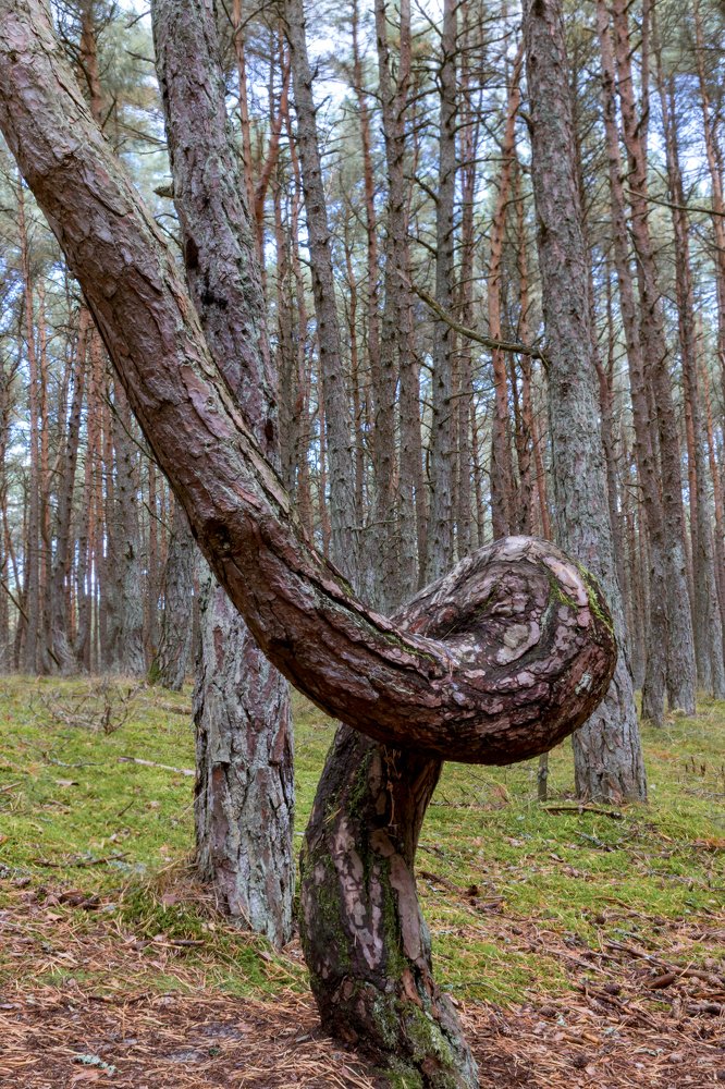 Dancing forest on the Curonian Spit