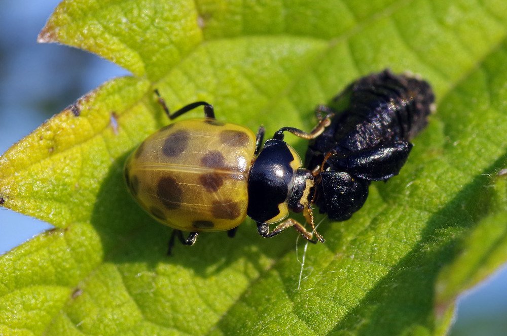 Photograph by Светлана