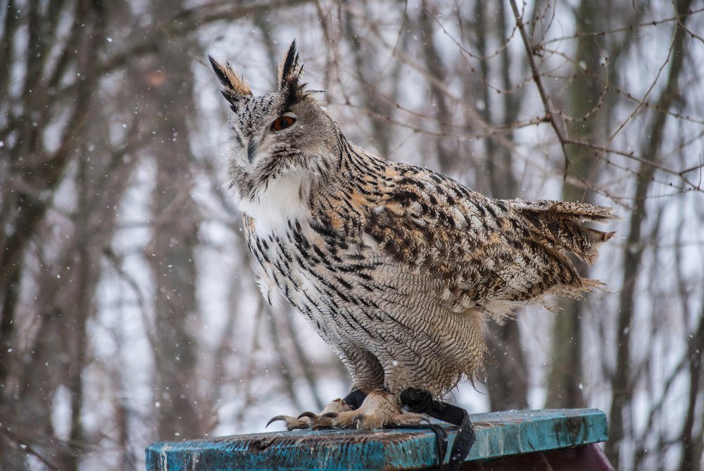 Фотография автора Алексей Самойлов