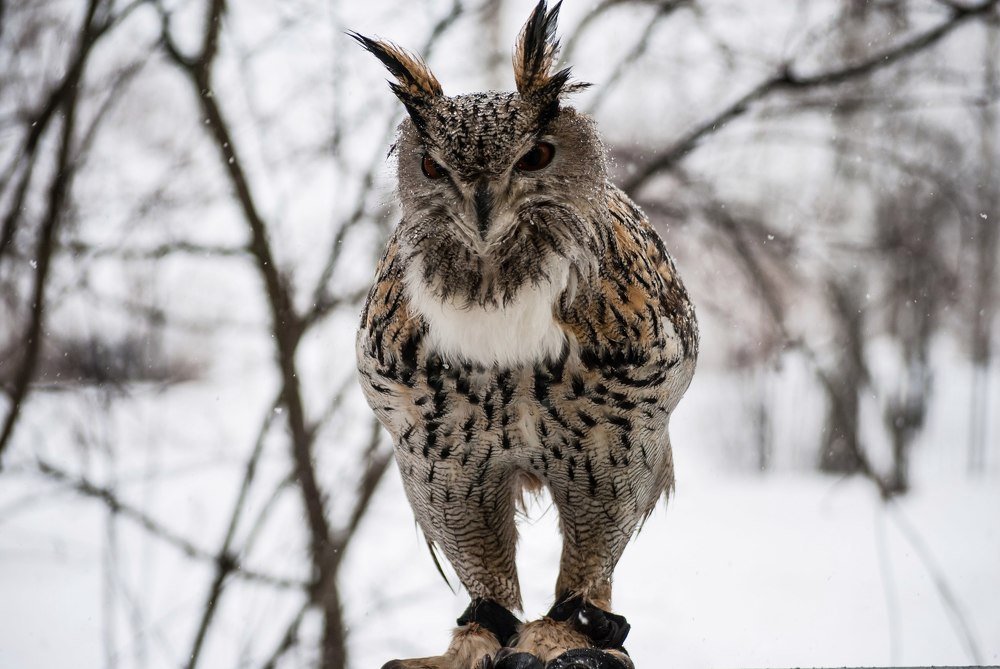 Фотография автора Алексей Самойлов