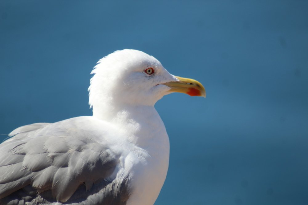 Photograph by Francisco Ferreira