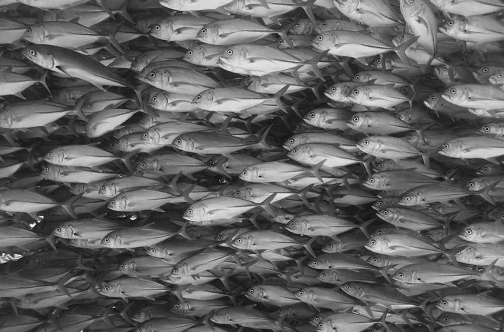 Photograph by Екатерина Чистякова