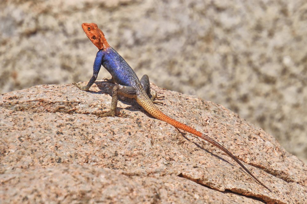 Colorful agama