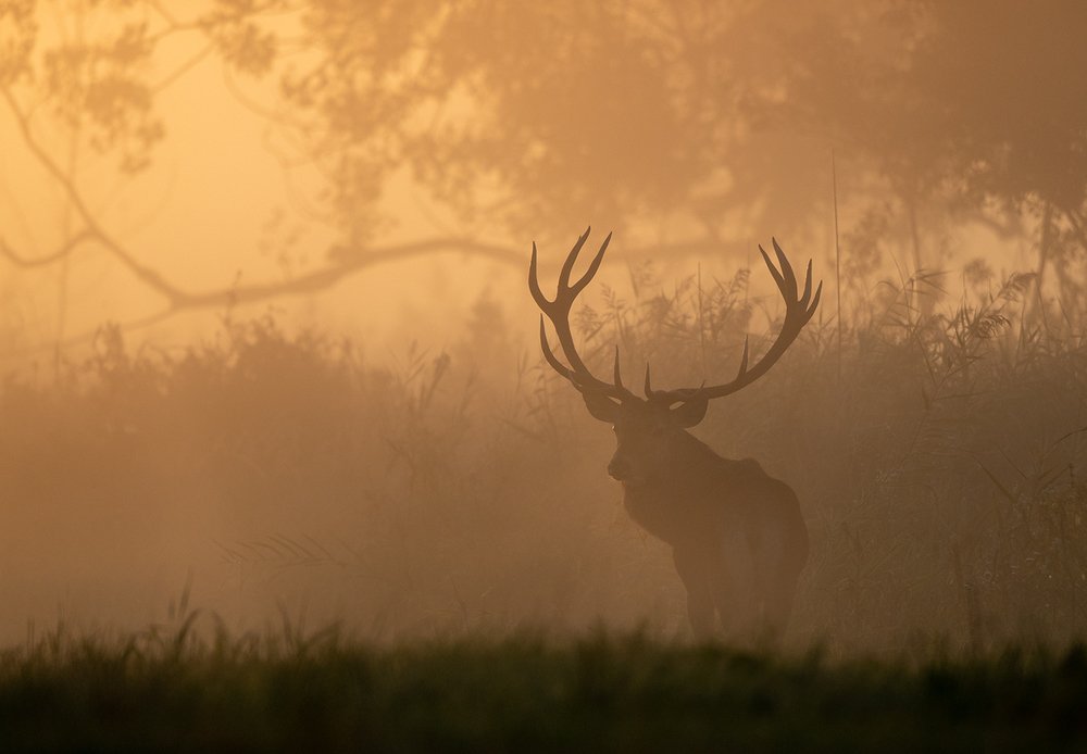 Фотография автора Budimir Jevtic