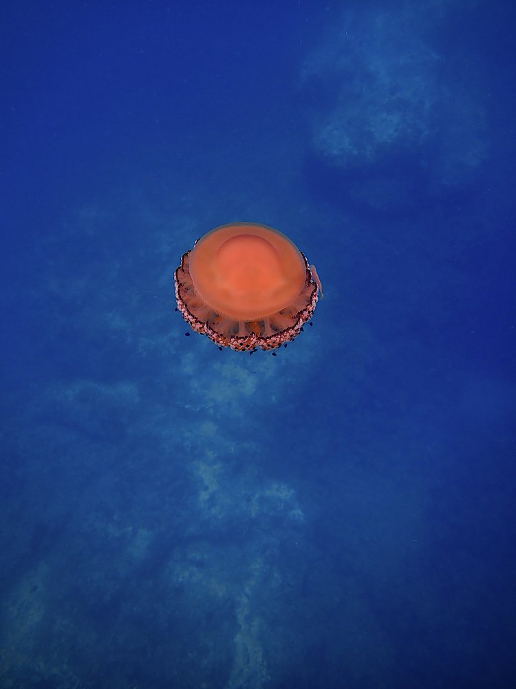 Photograph by Pierluigi Peis