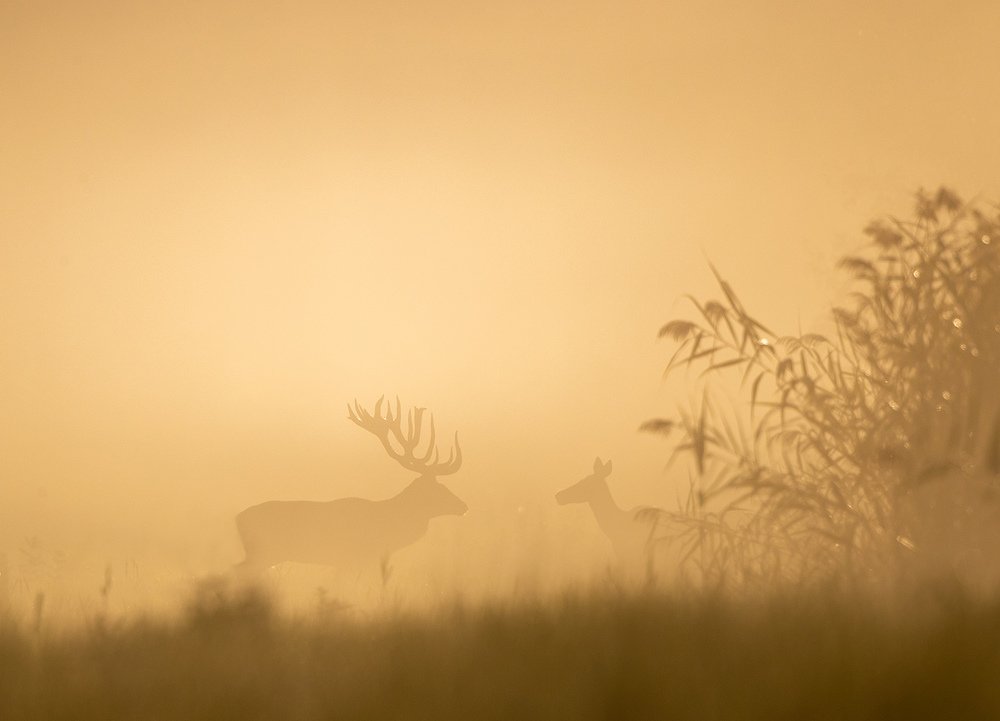 Фотография автора Budimir Jevtic