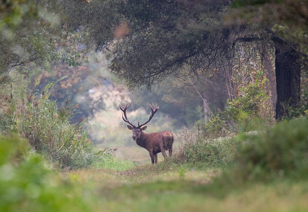 Фотография автора Budimir Jevtic