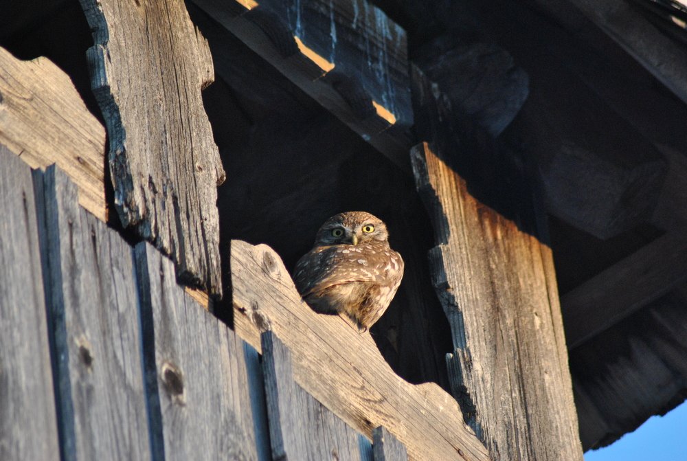 Photograph by Ciornei Simona Maria