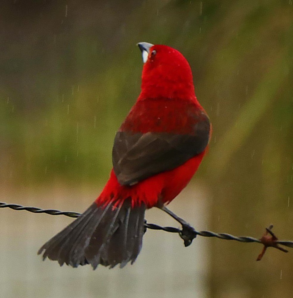 Photograph by Simone Guaselle