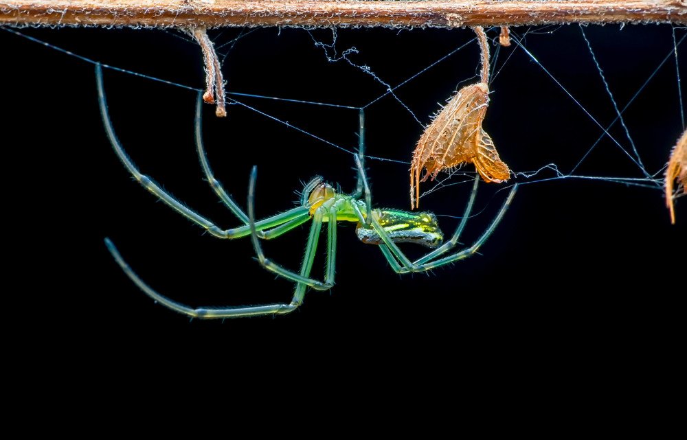 Venusta Orchard Spider