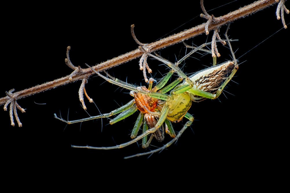 Male Spiders Self Sacrifice