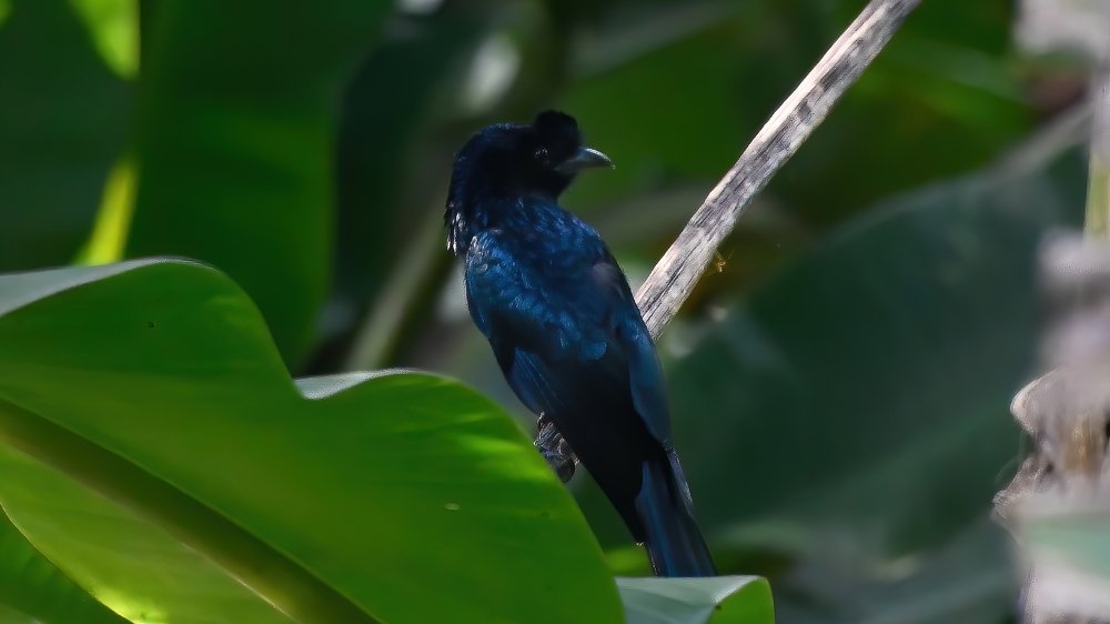 Photograph by Mahesh Krishna