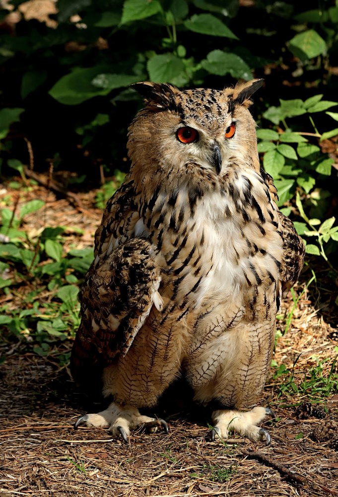 Photograph by Николай Диордиев